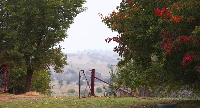 Farm field with gate and red trees