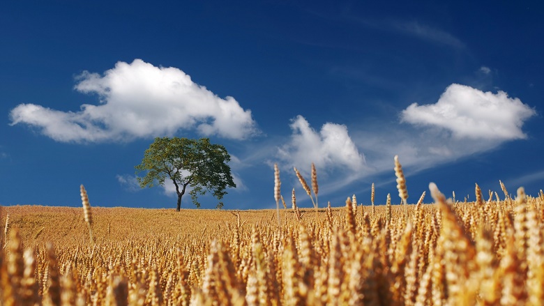 Wheat prices