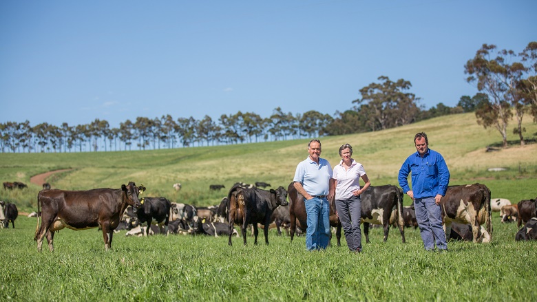 Australian farmers in field with cows