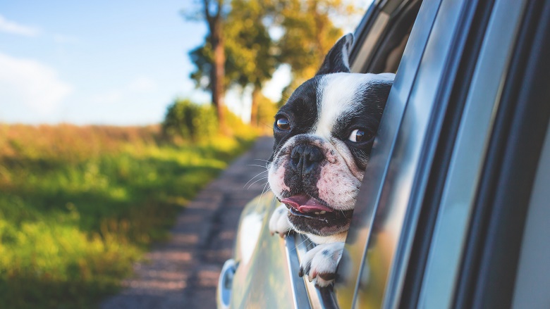 dog looking out car window
