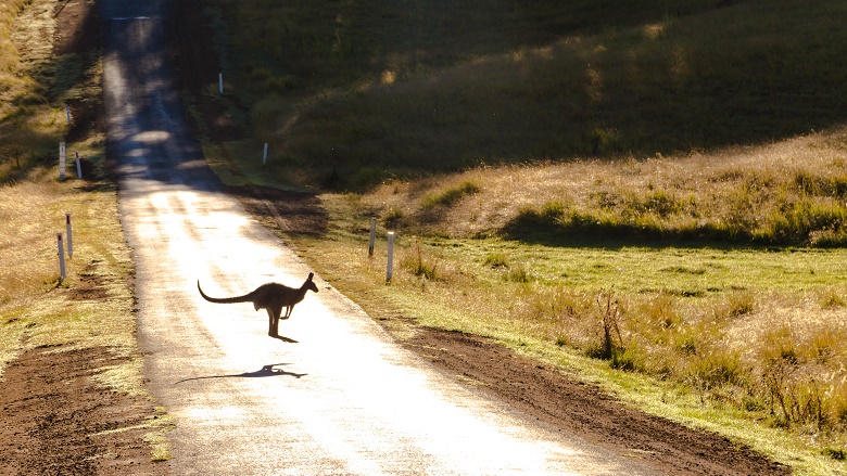 Kangaroo jumping across a road