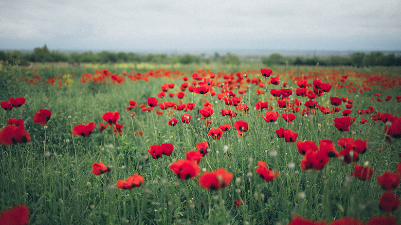 Poppies