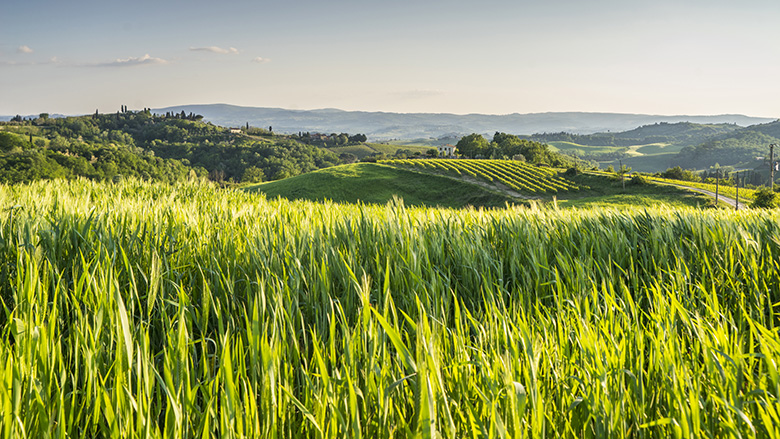 Green field