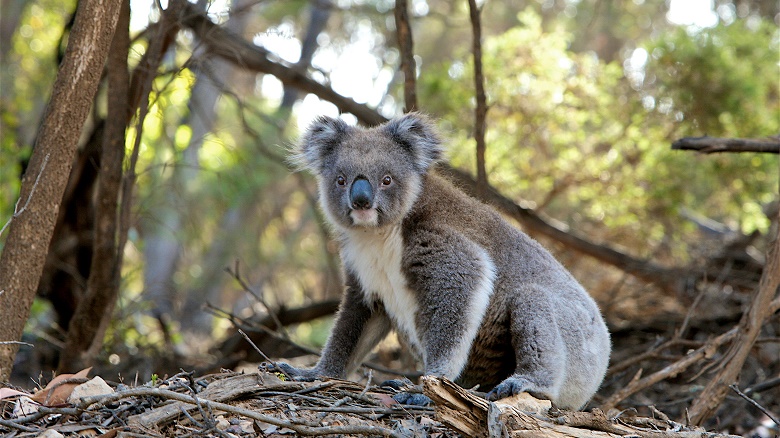 Koala