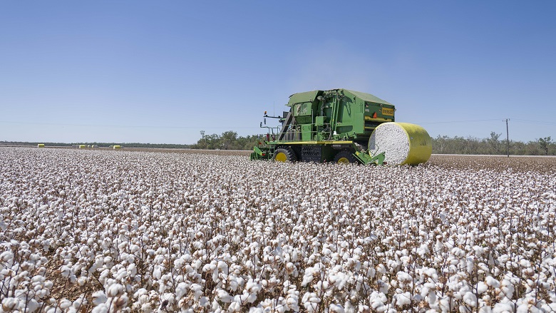 Cotton farming photo