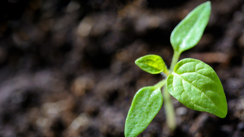 Green shoot plant