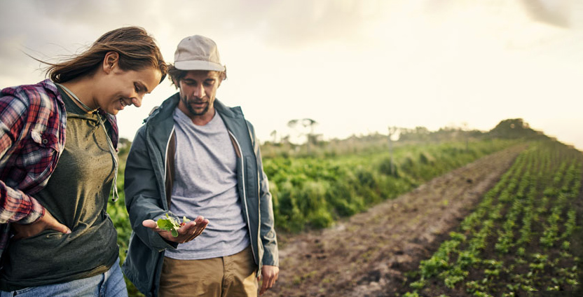 Farmer looking at crops